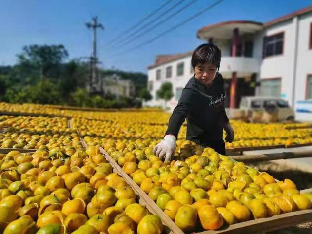 "之前我们都是从农户那里收购陈皮等初级农产品,然后再打包卖到广东